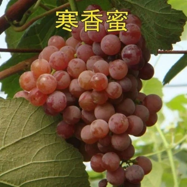 寒香蜜巨峰妮娜皇后真品种葡萄树苗2年壮苗南北方栽种（不包成活）