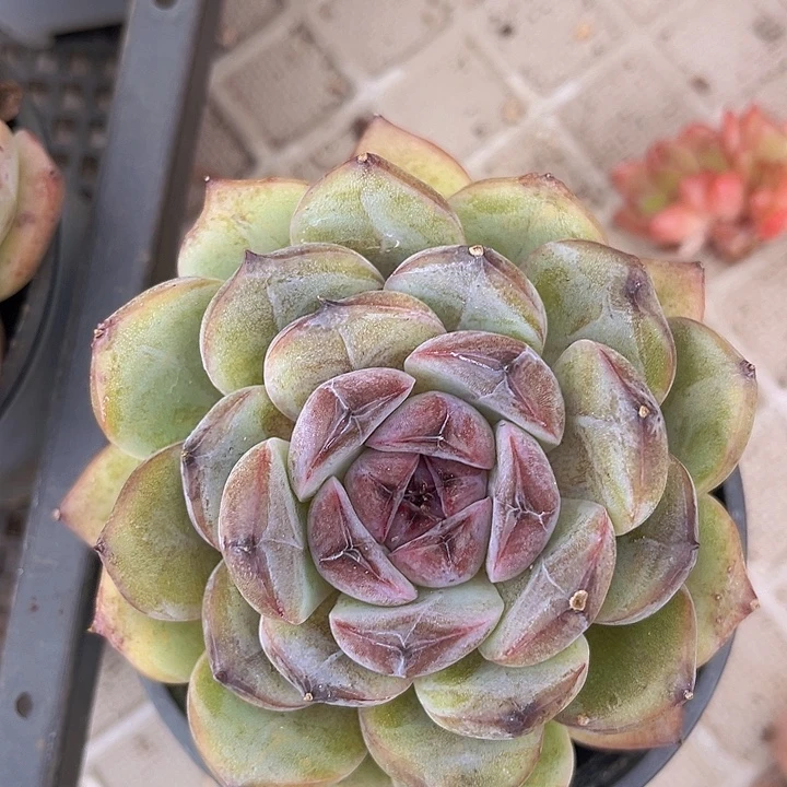 溏心暗纹杂1958多肉植物