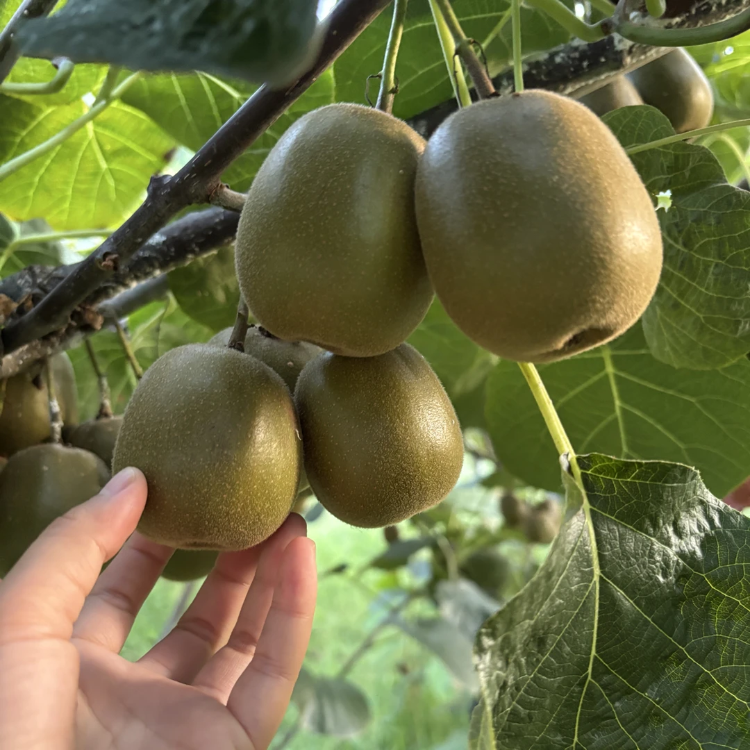 四川高山红心猕猴桃农家种植自然成熟孕妇水果