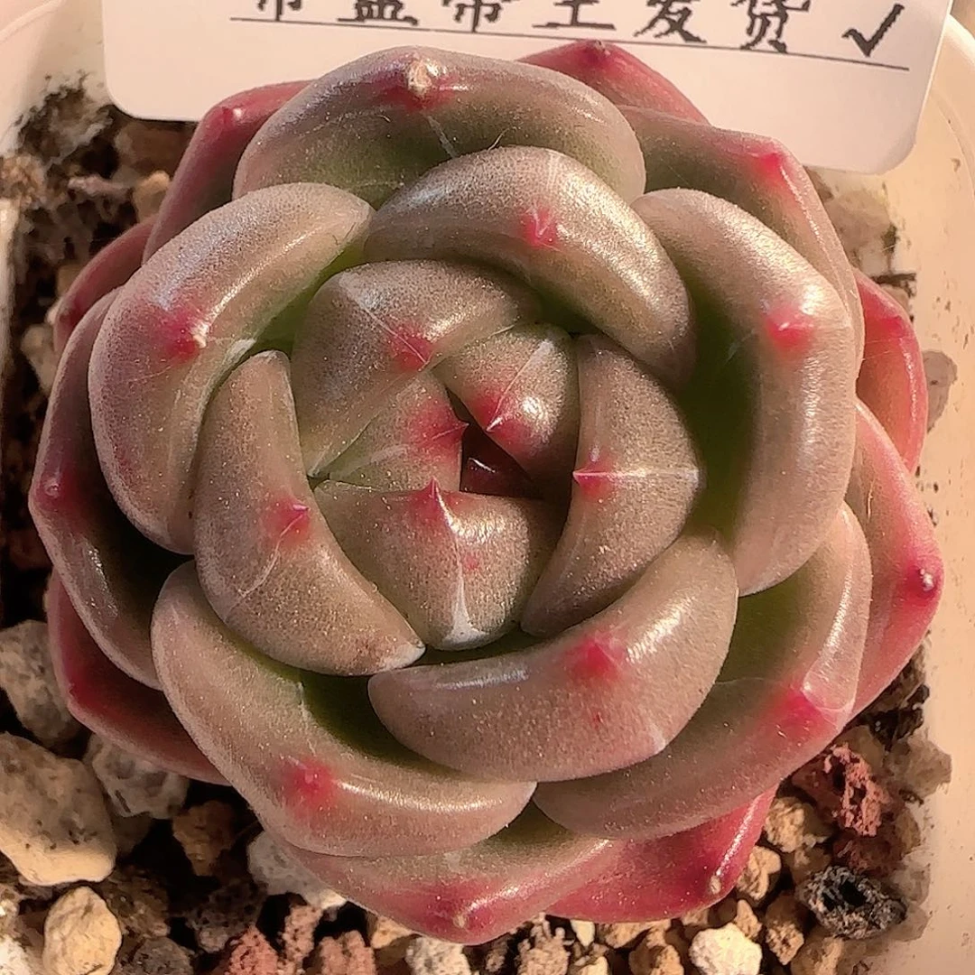 多肉1214-101钻石珍妮