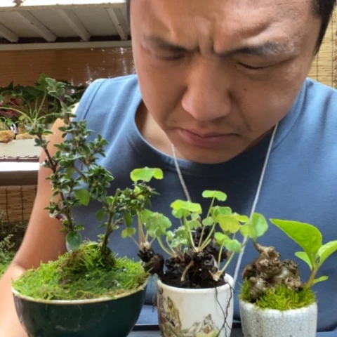 红陶一物一拍所见即所得143