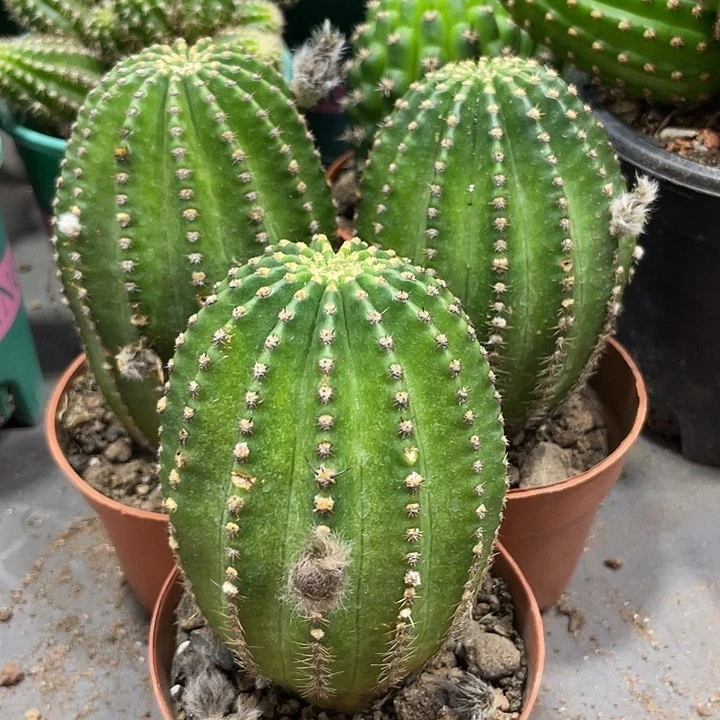 新品德系金刚带花苞