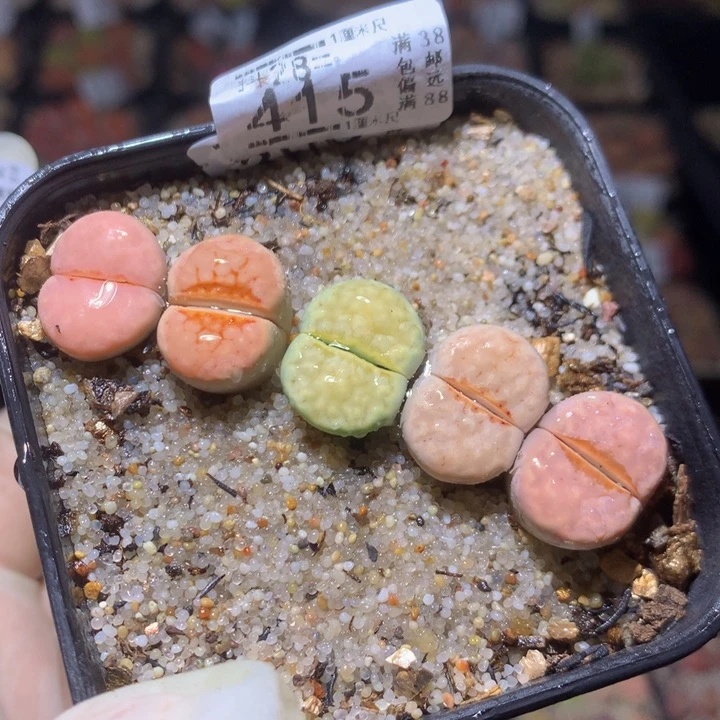 装****姐精品生石花28.415