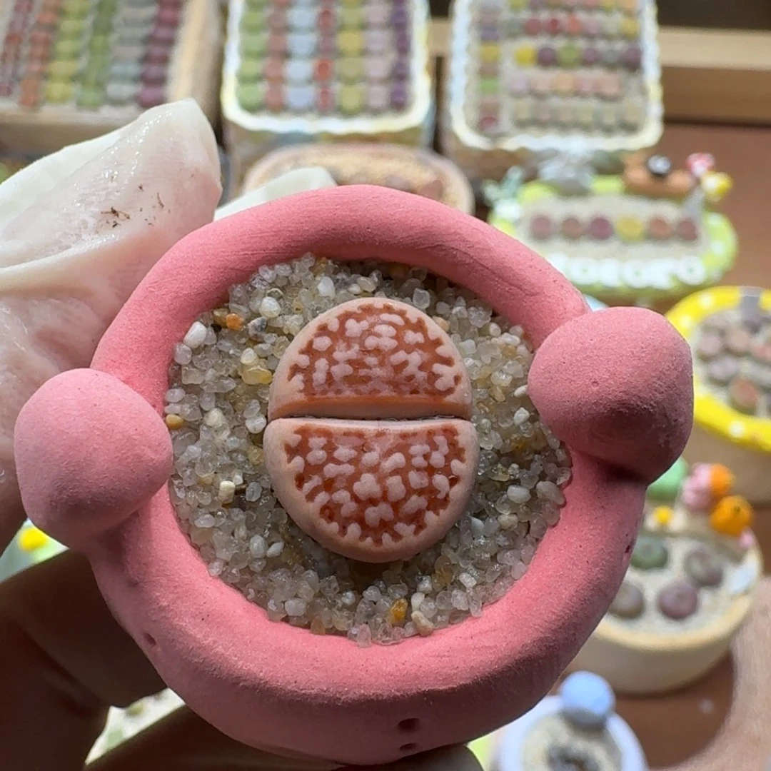 1124-057连盆带花红网文