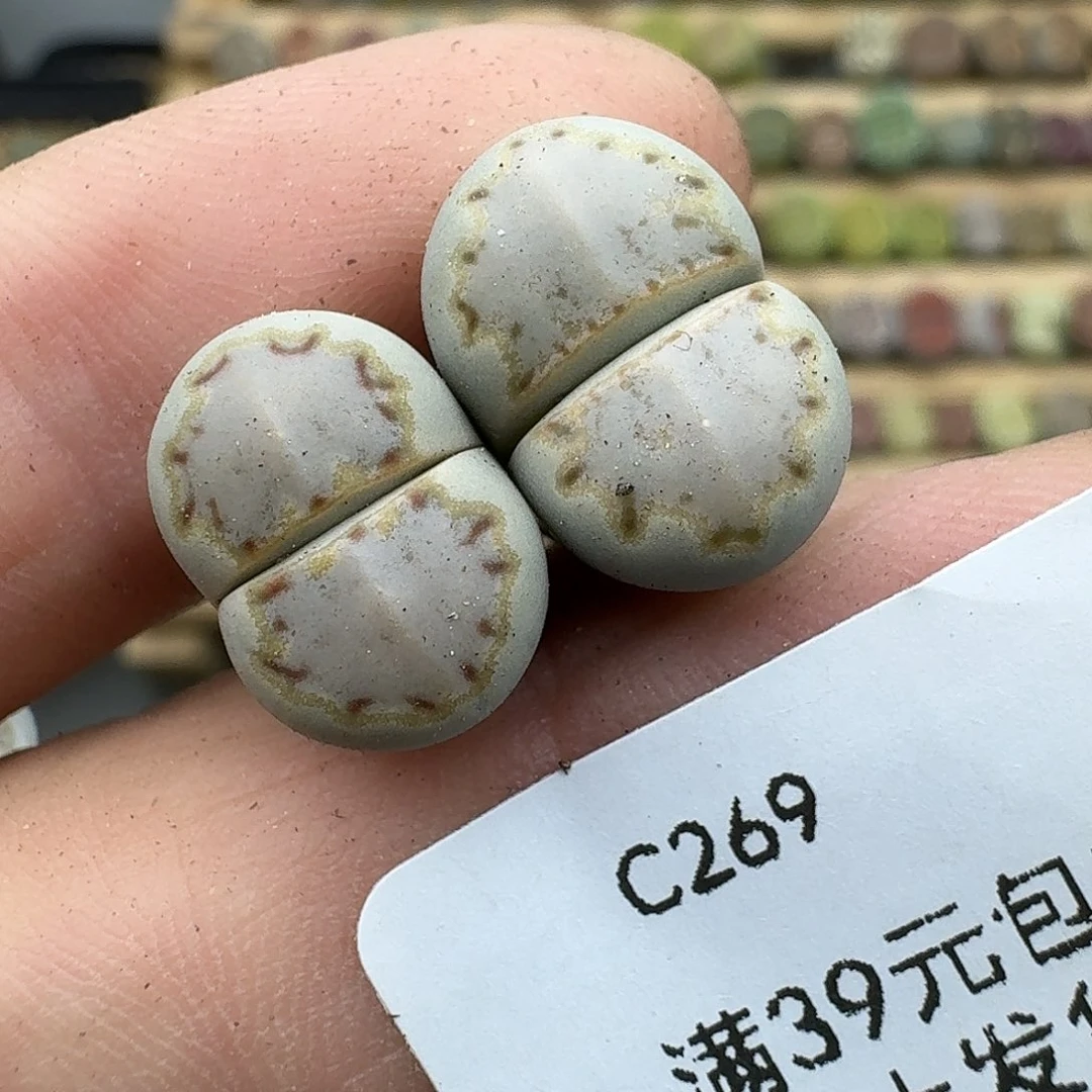 269多肉哈哈哈哈哈哈哈