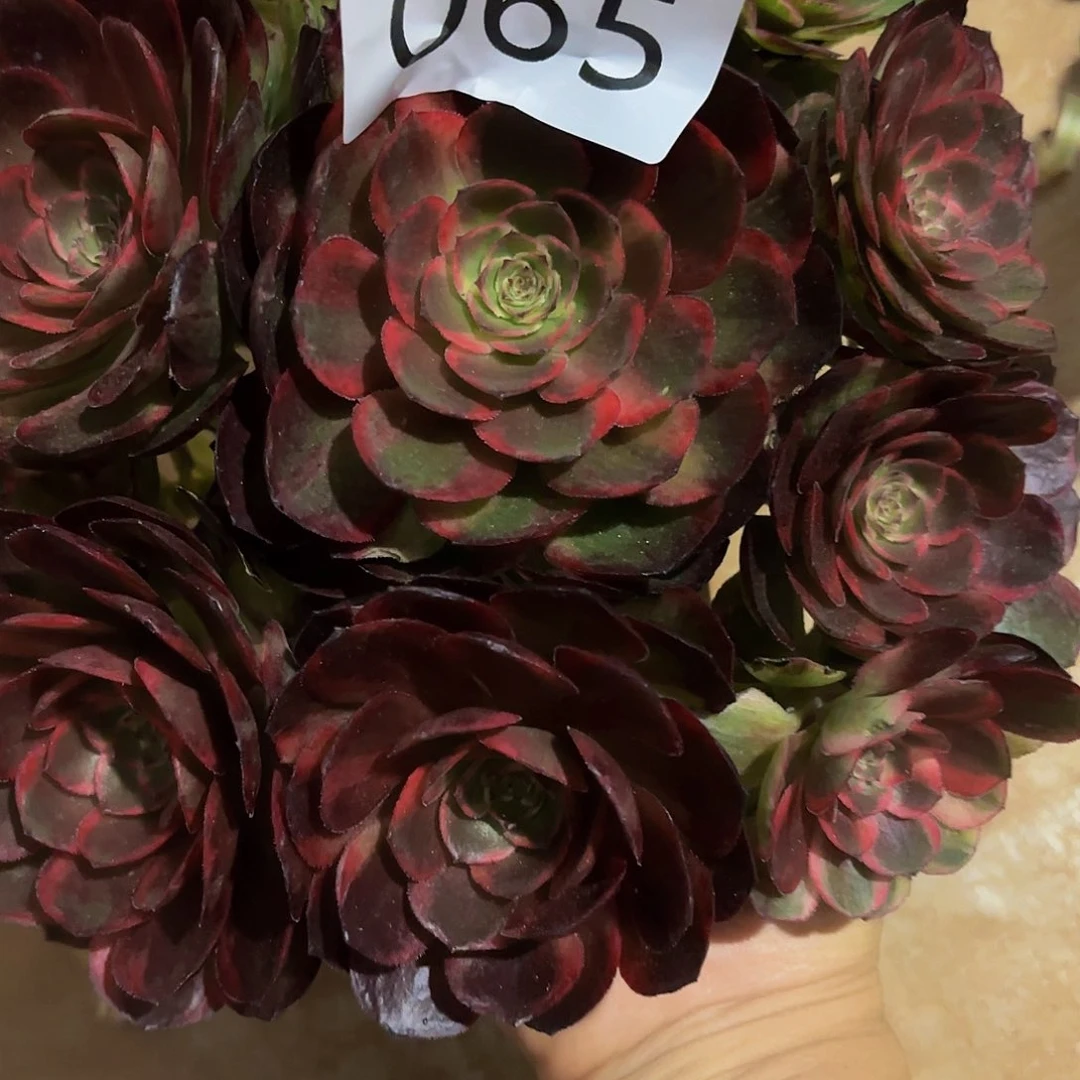 多肉植物福利065