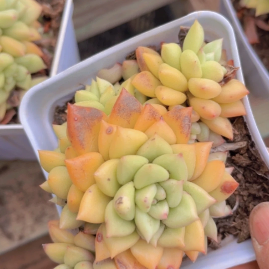 【闪购商品】黄金象牙0866