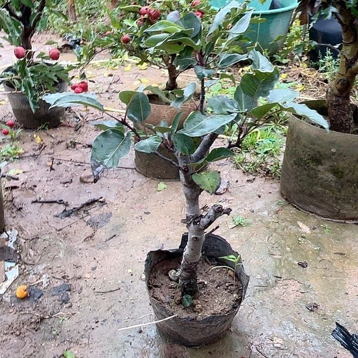 彩虹梨树，一物一拍