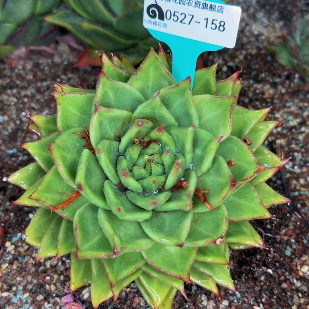 随**?多肉一物一拍0527-158