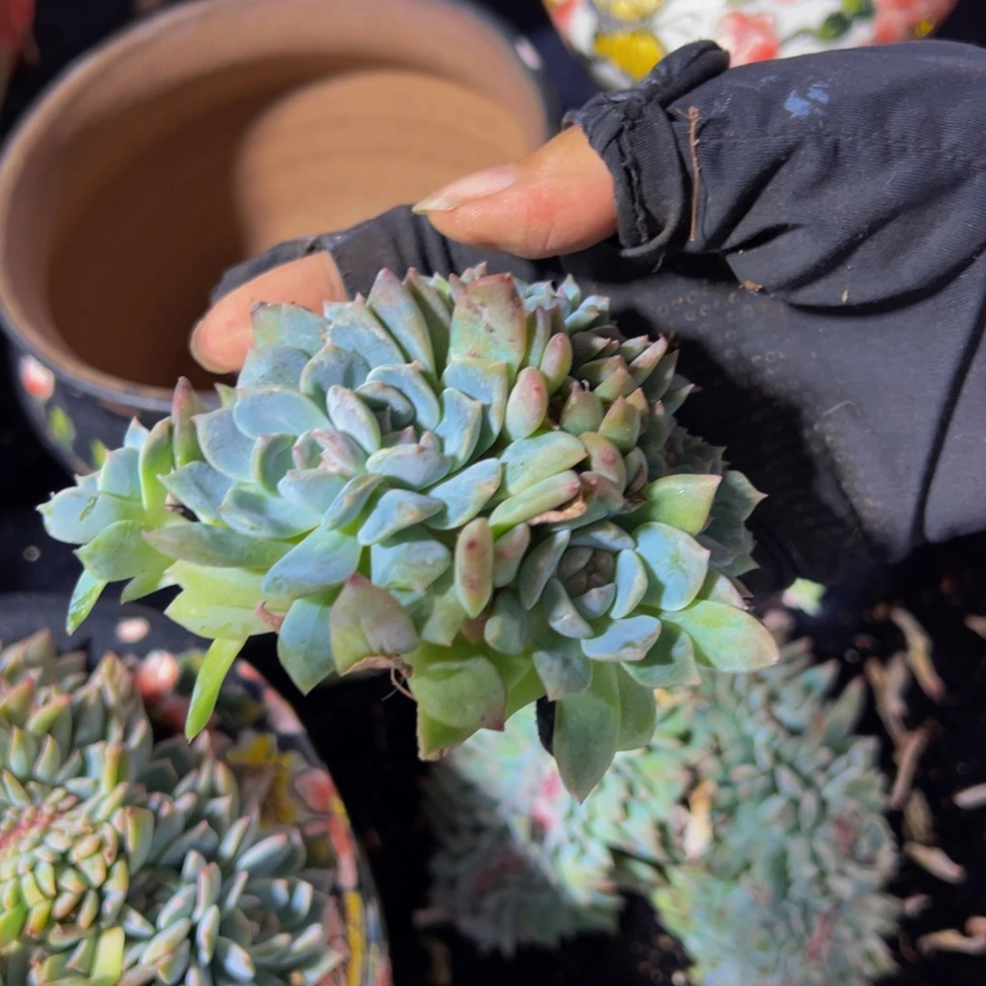 水蜜桃冰魄缀微瑕