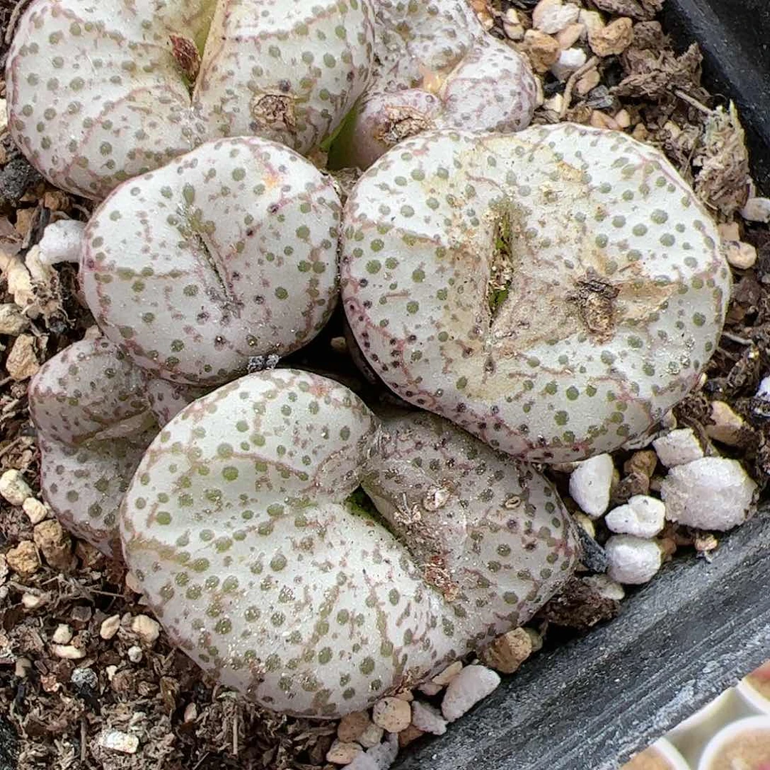 【闪购商品】313 开播福利