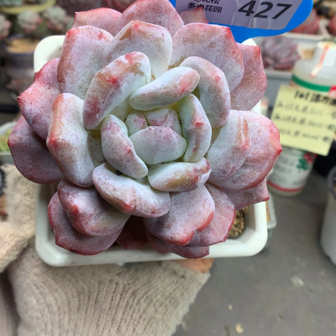 427梦露石化多肉植物