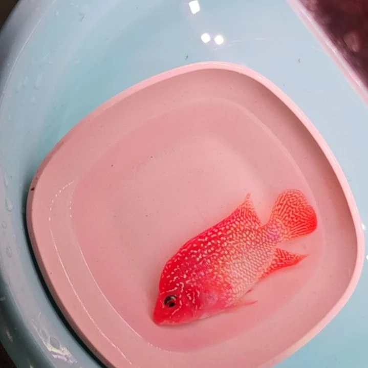 罗汉鱼二楼鱼！！！！！！！