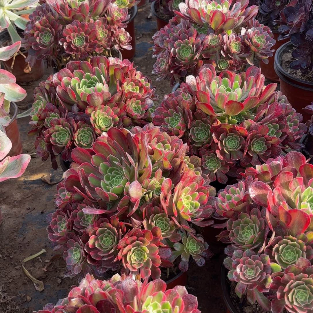 安娜9.9多肉植物