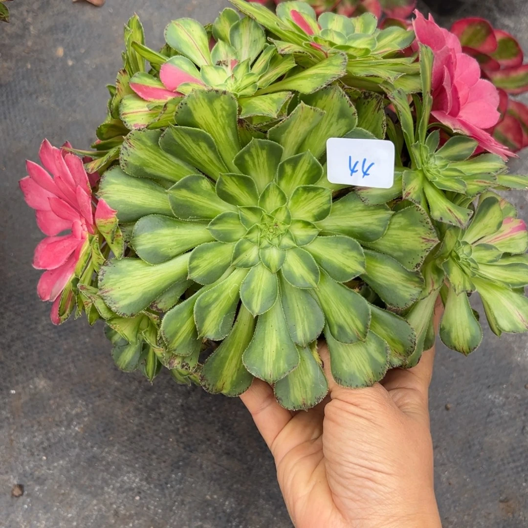 44知否多肉植物意义