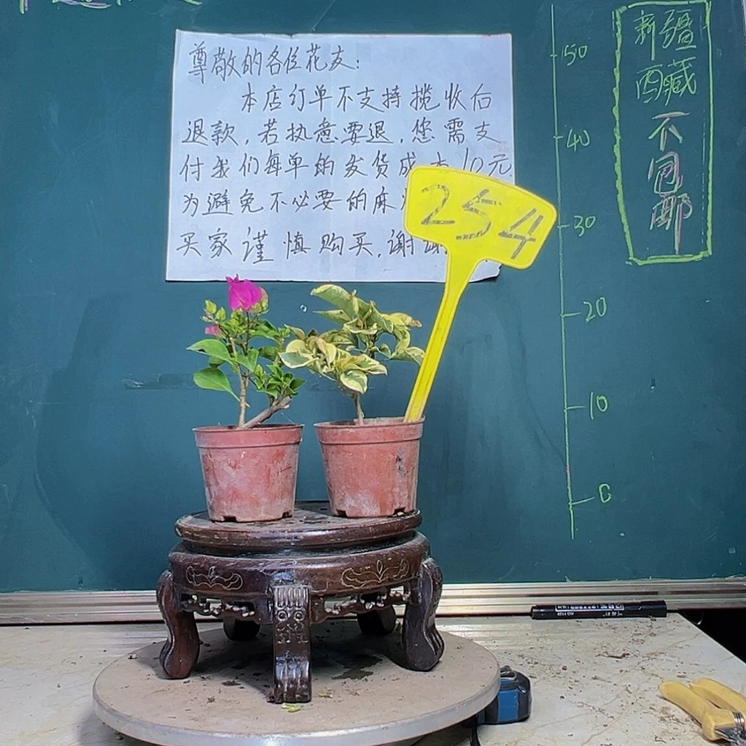 当前无花栽培后可以开花粉雀掌中宝 金边黄掌中宝 254