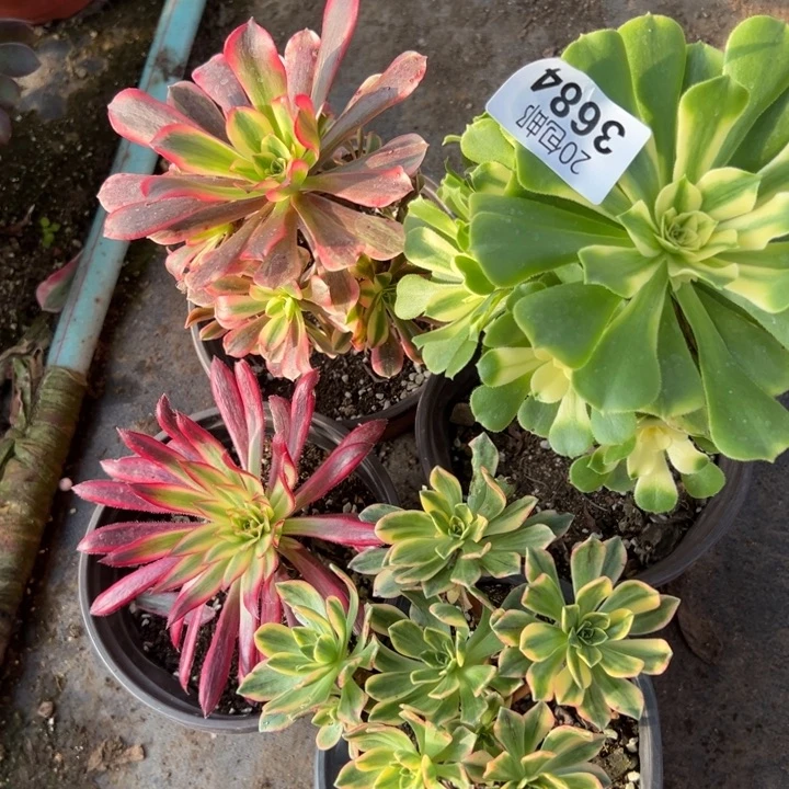 多肉植物3684种植物