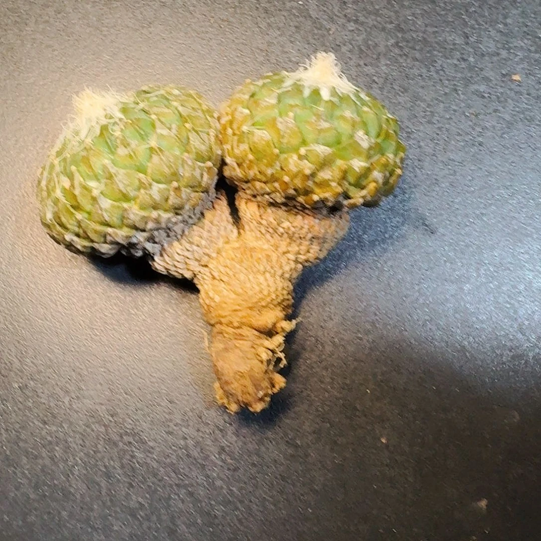 直播间，慢慢姐姐，专拍，