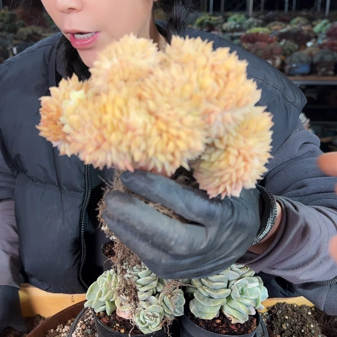 用****44084，昂缀158     肉