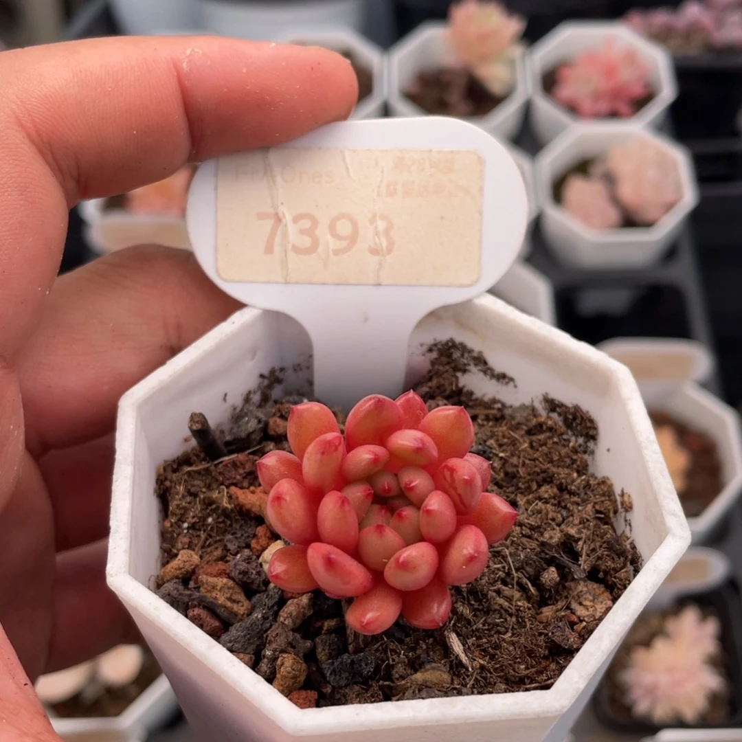 鸡血红宝石7393-3厘米