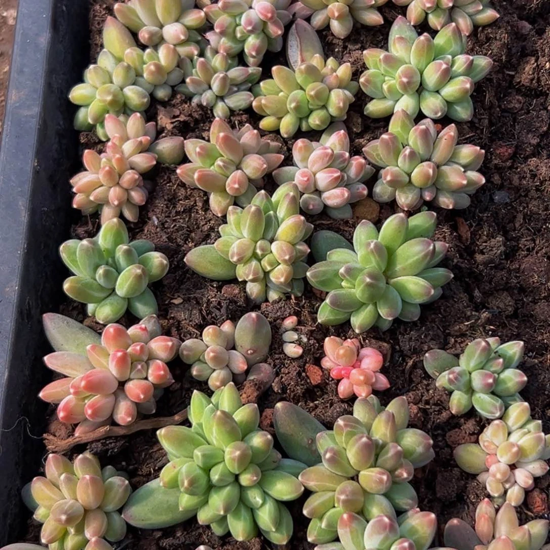 10颗美人系列多肉植物福利