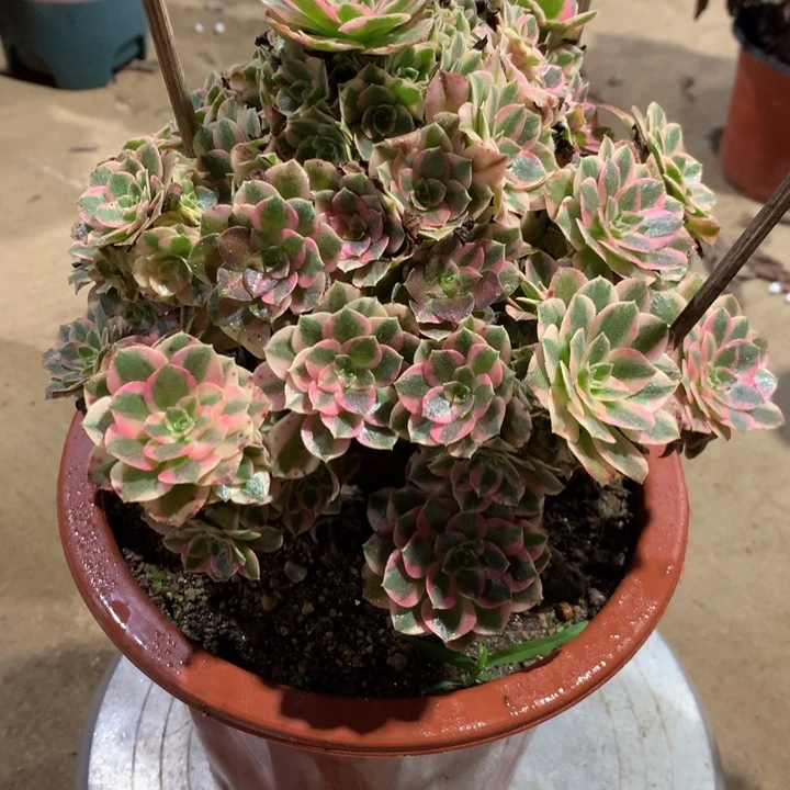 883粉女郎多肉植物特价