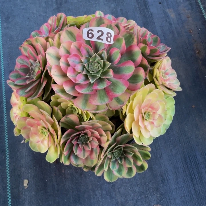 628老庄多肉法师雨荷