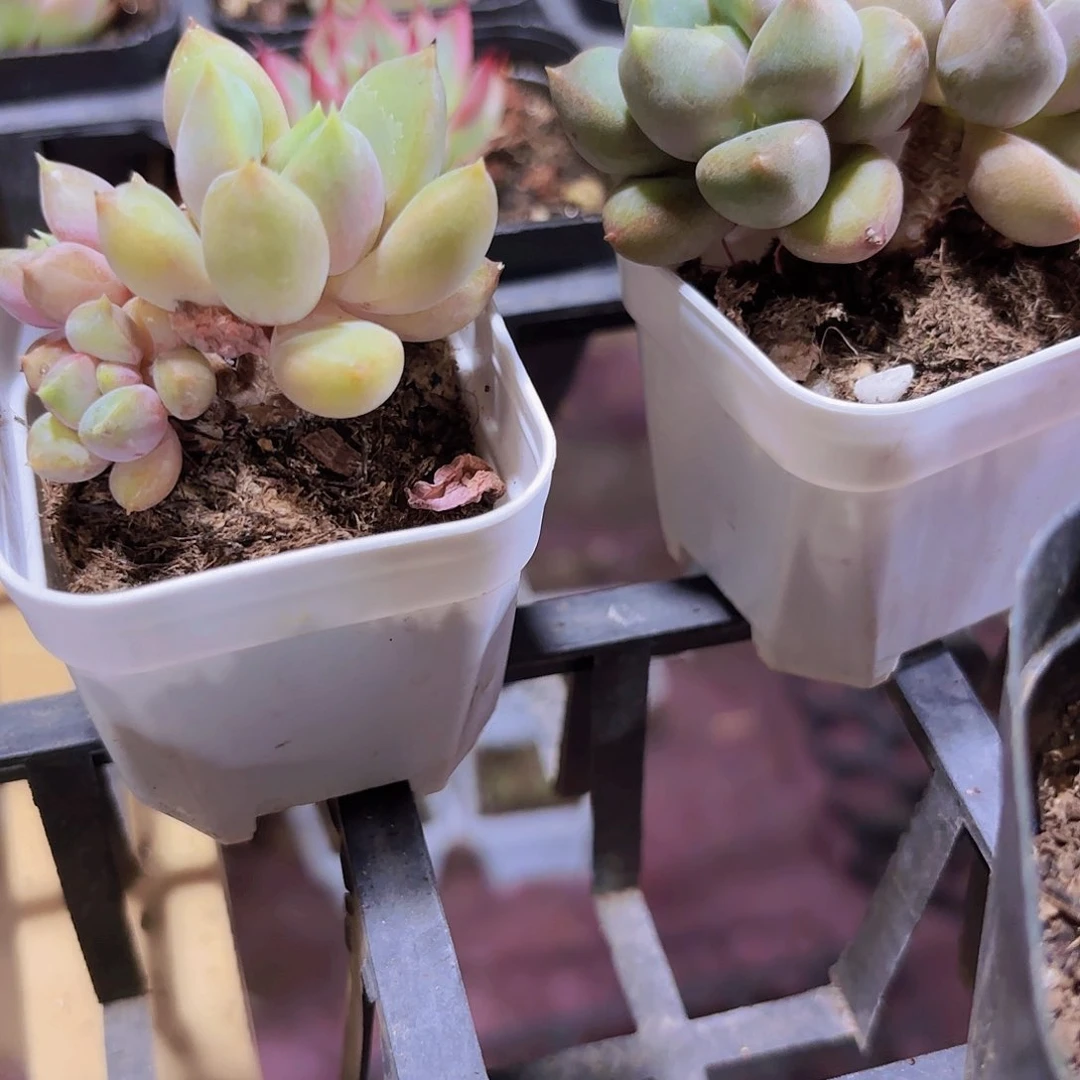 精品红象牙老庄多肉植物