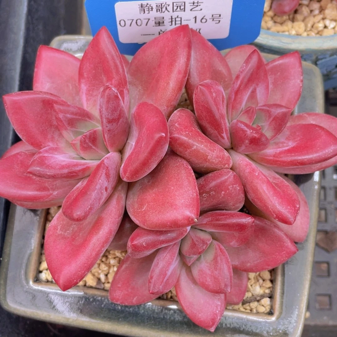 瑞***.0707-16-全状态赫菲斯托一刻