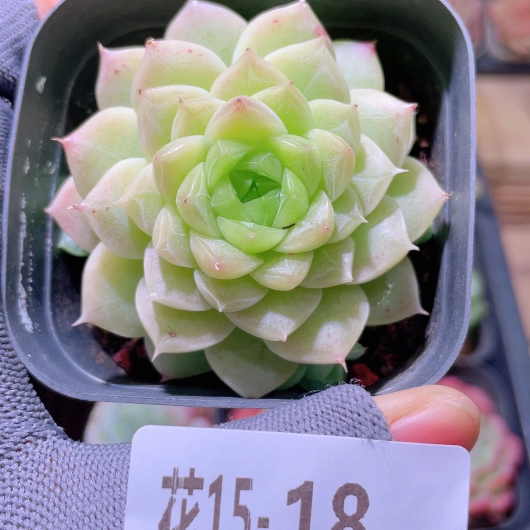 花利美15-18麦秆