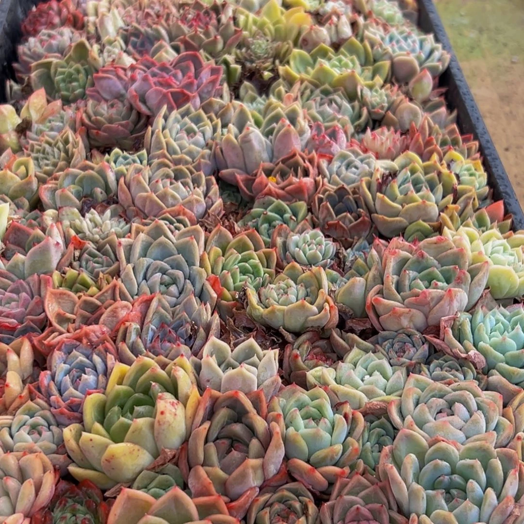 361多肉葡萄的味道是真的