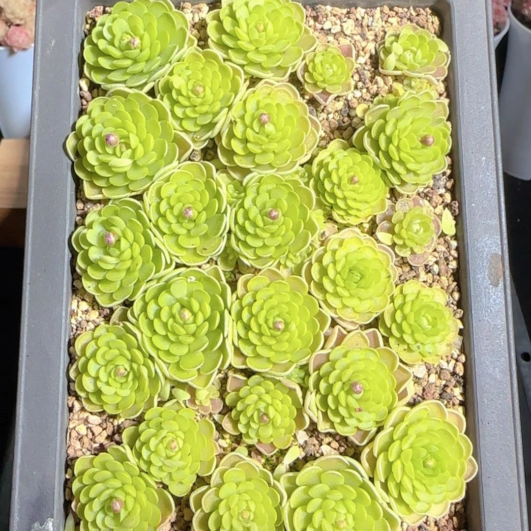 多肉1225-40捕虫堇