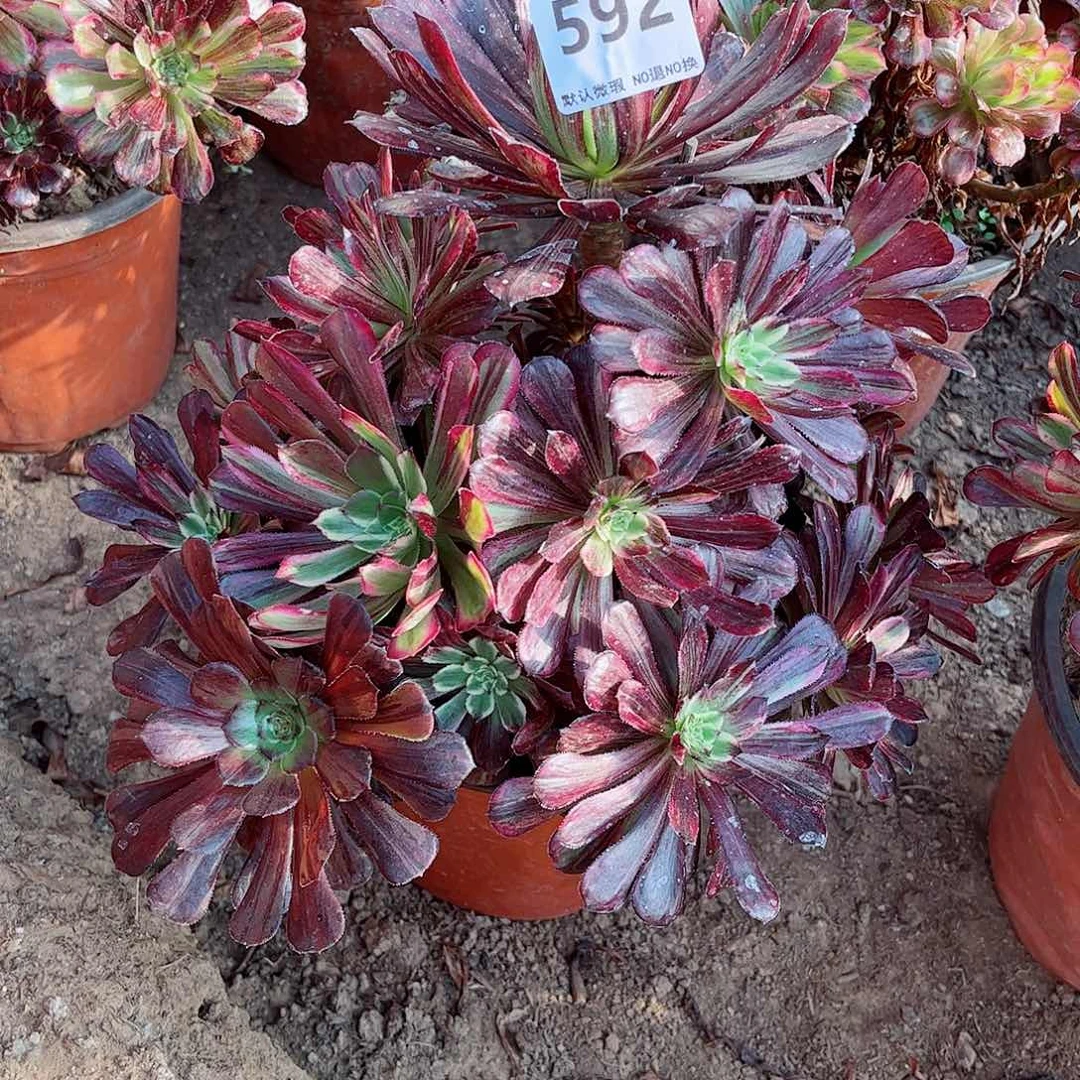 无花朵多肉植物592