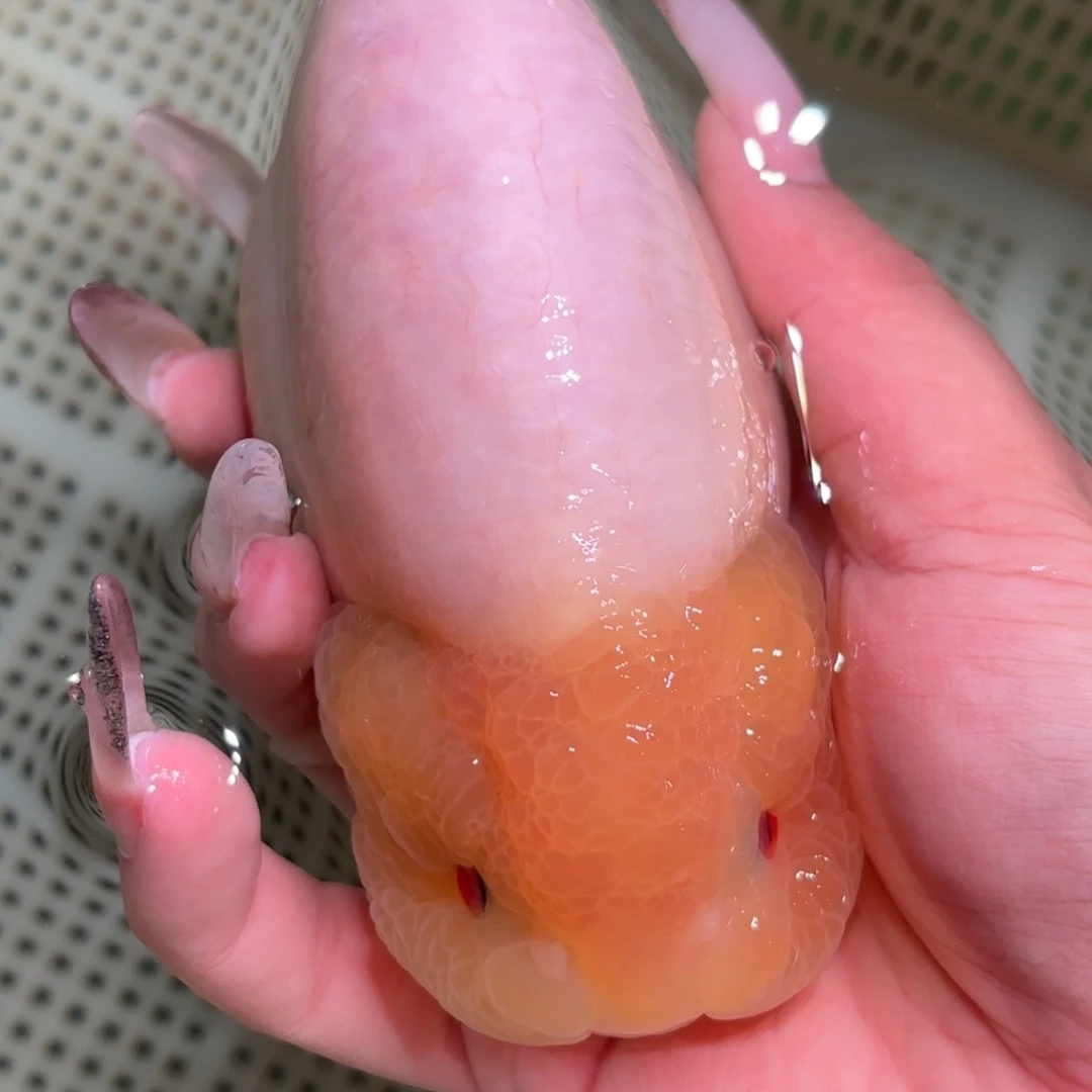 杨***若金鱼拍包装包邮，不拍包装运费到付