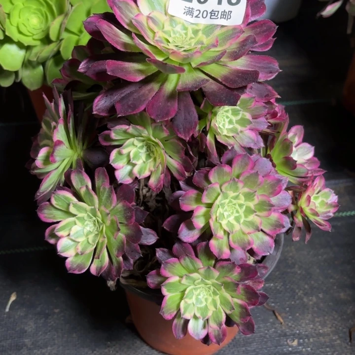 瑞妈一物一拍013