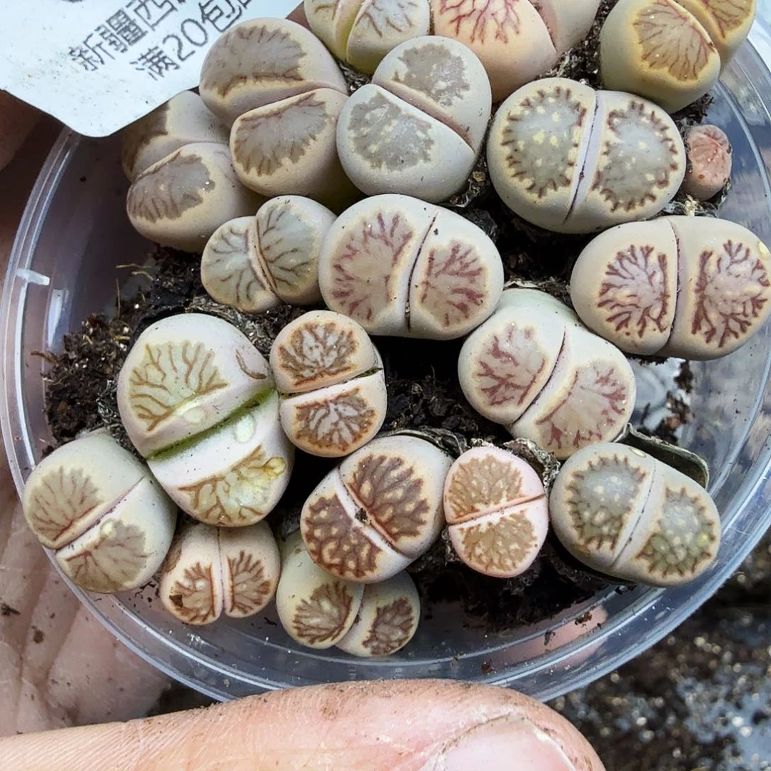 好喜欢看肖蘸在这首曲子061是