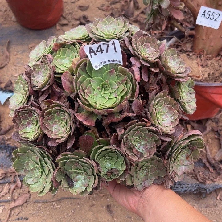 花月夜多肉植物471.