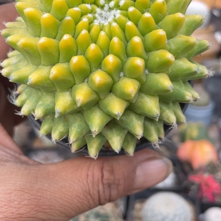 实生银春锦带盆发货