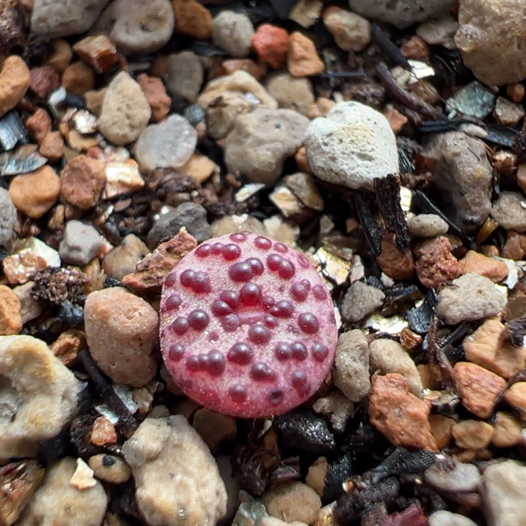 霓虹安贞 多肉植物