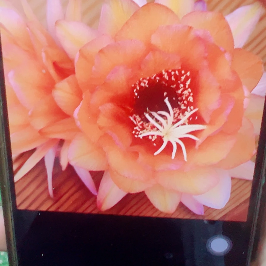 毛花柱 星橙 侧芽 满20包邮