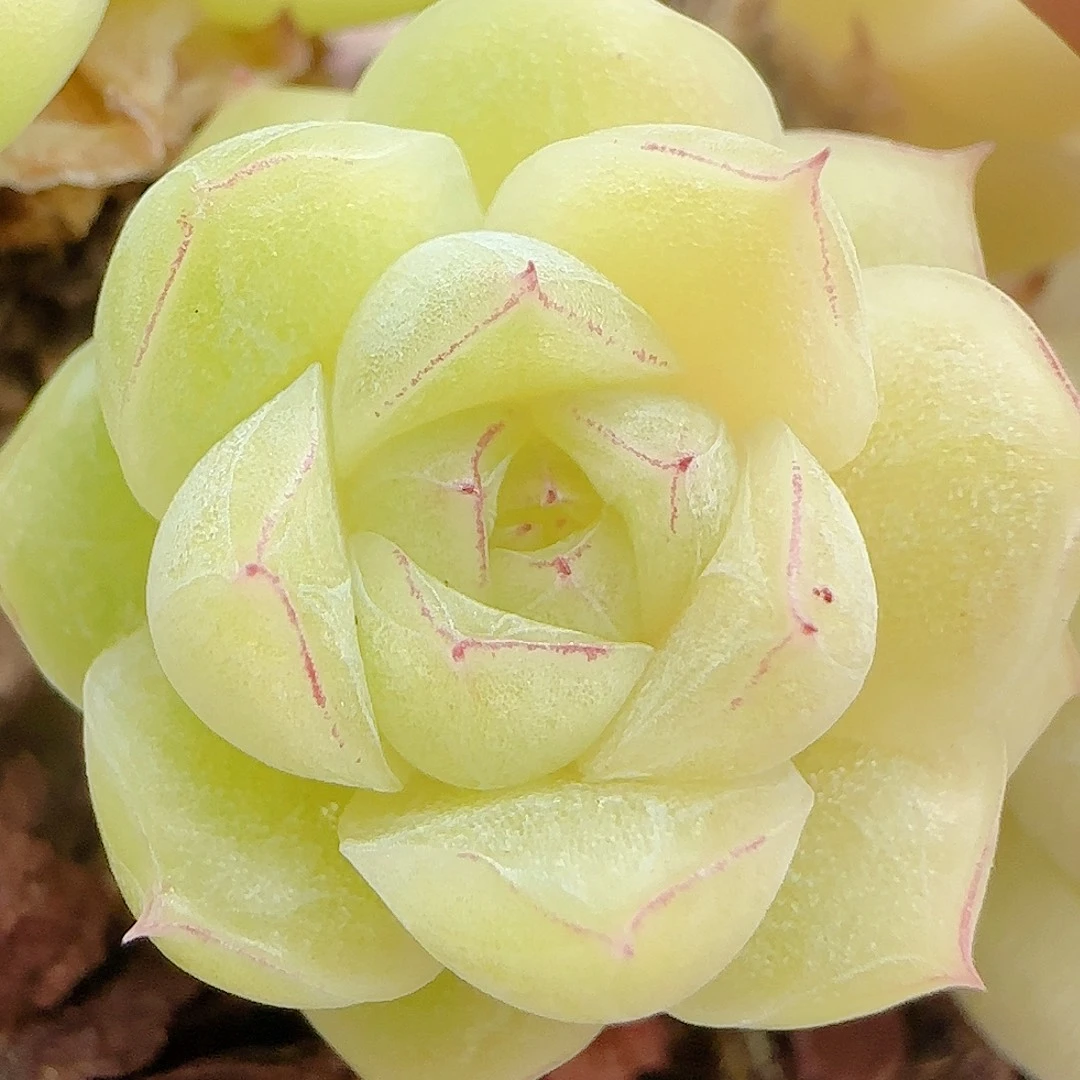 【闪购商品】1006-84边线孤品（散的）