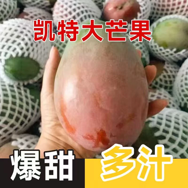 【攀枝花产地直发】凯特芒果肉厚核薄软糯香甜当季新鲜水果TZ