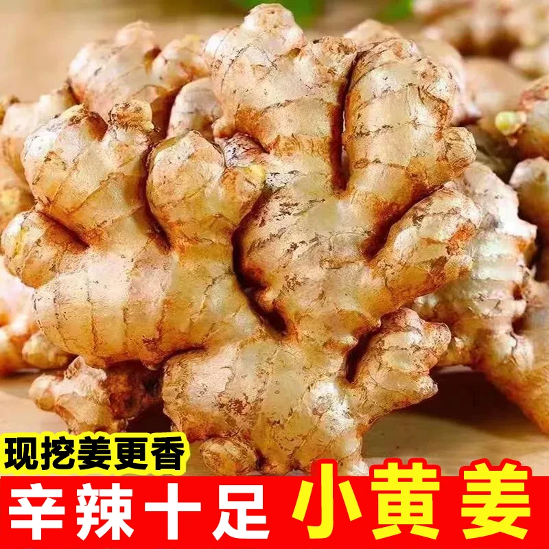 农家高山现挖小黄姜香味浓郁新鲜山地种植辛辣够味月子姜整块大姜