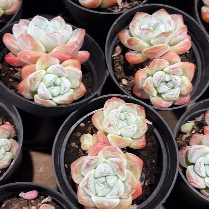 双头         奶油   冰玉