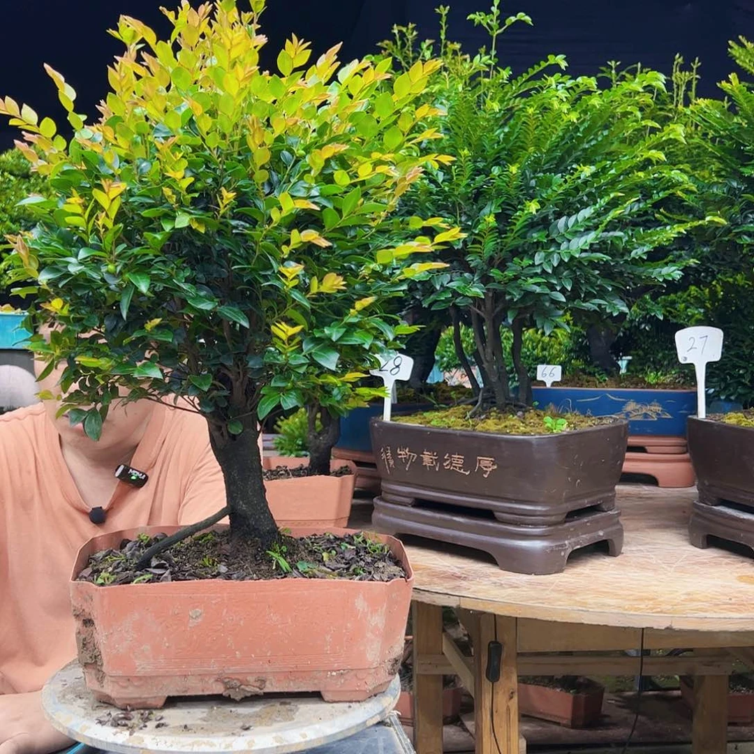 无花朵用****5广东小叶紫檀
