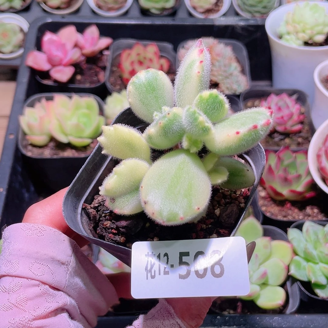 花利美12-508彩熊 不售后