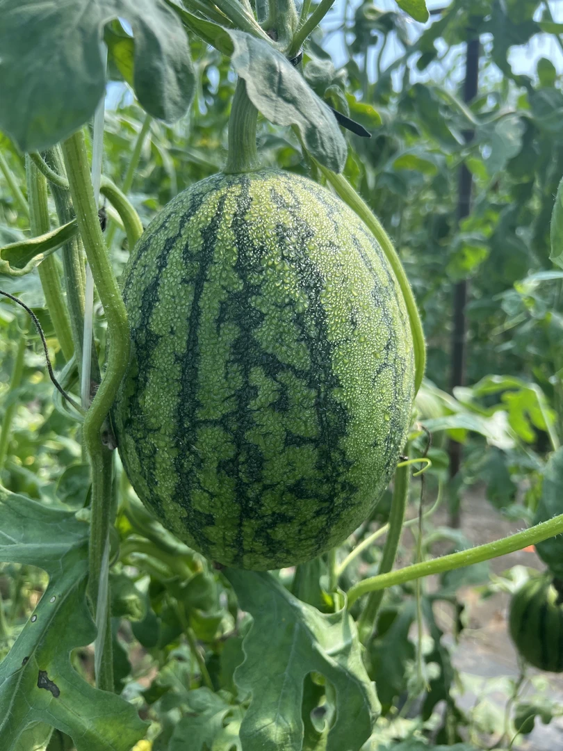 庞各庄西瓜2粒装5斤-6斤现摘现发-京津冀地区