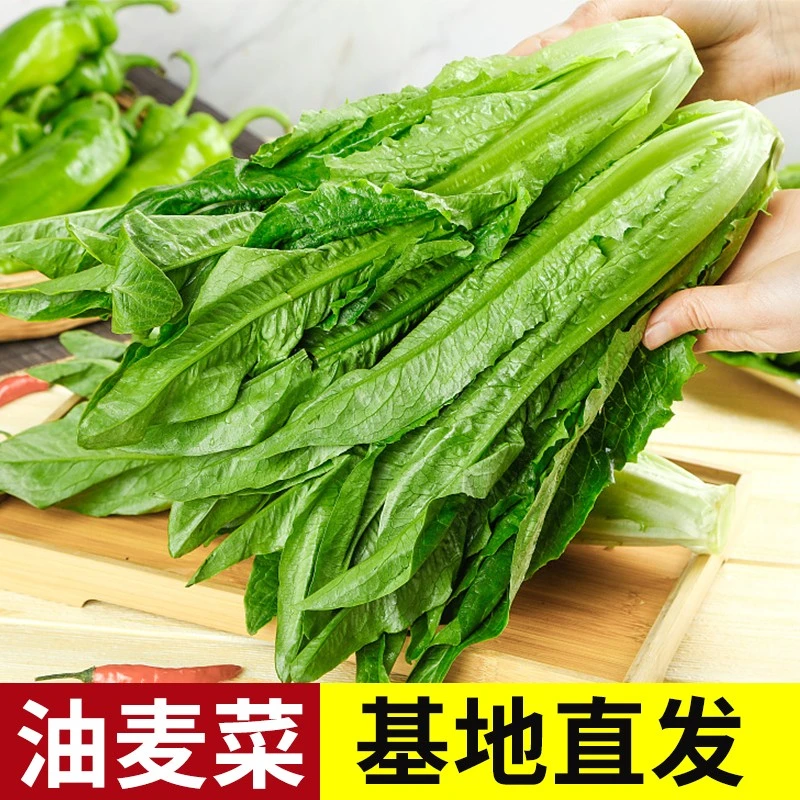 【清新甜香】油麦菜豌豆尖香麦菜凤尾菜火锅时令当季云南新鲜菜