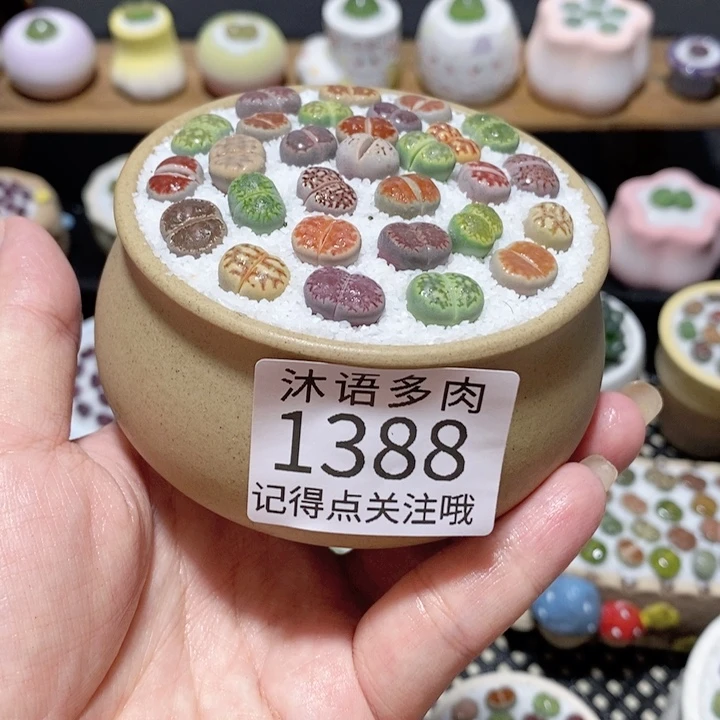 带盆土植物 一物一拍 1388