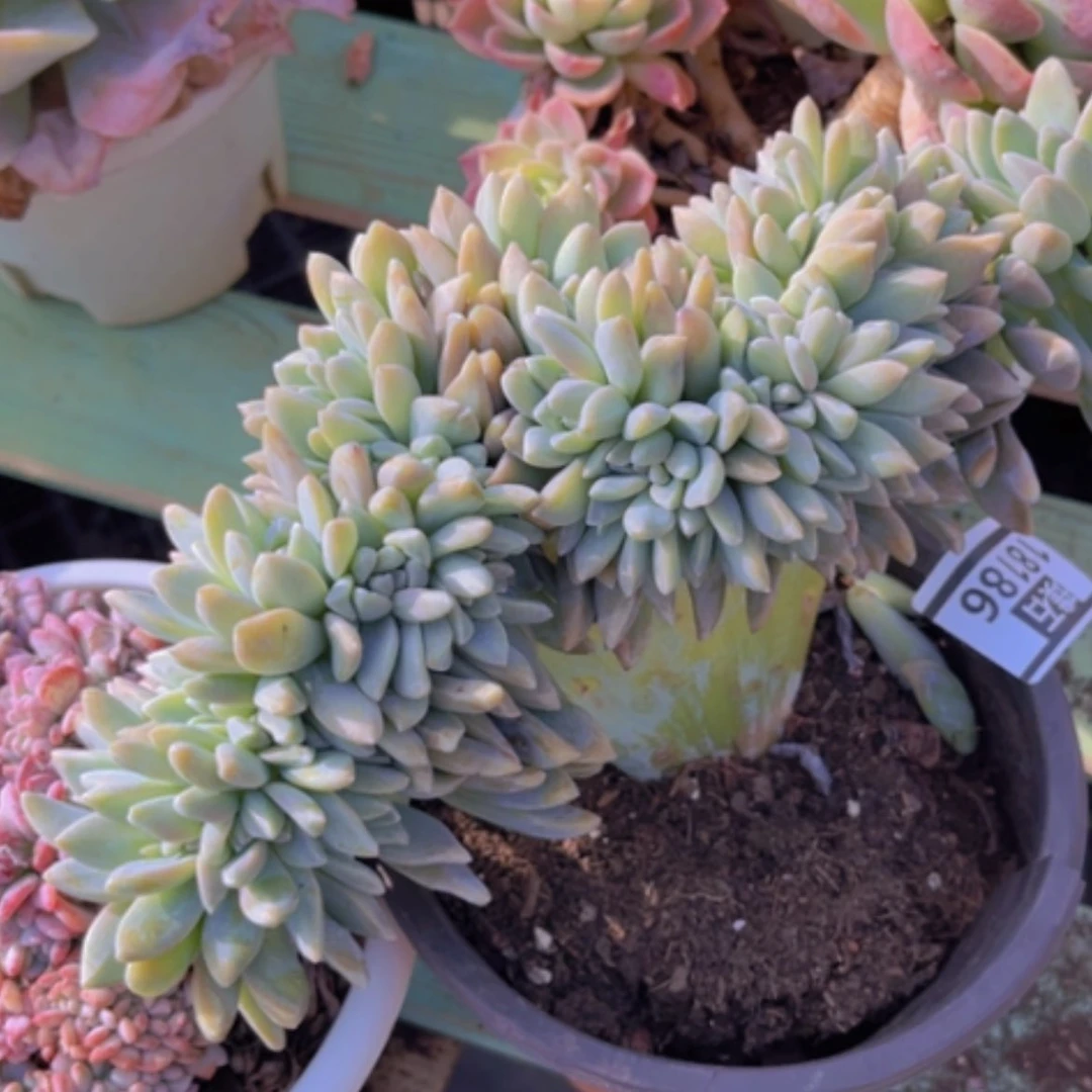 【闪购商品】淡雪缀18186